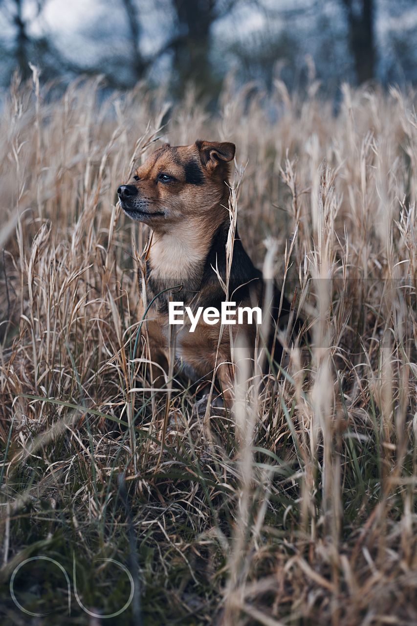 Close-up of dog on grassy field