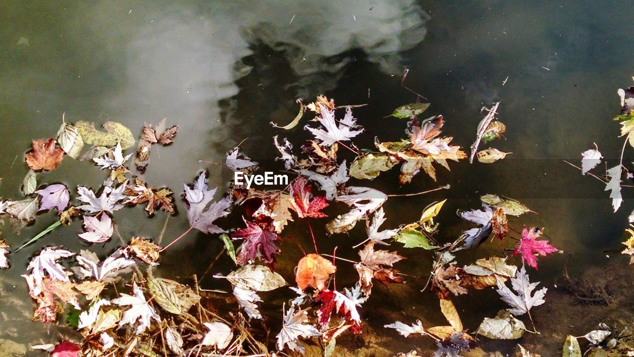 LEAVES FLOATING ON WATER