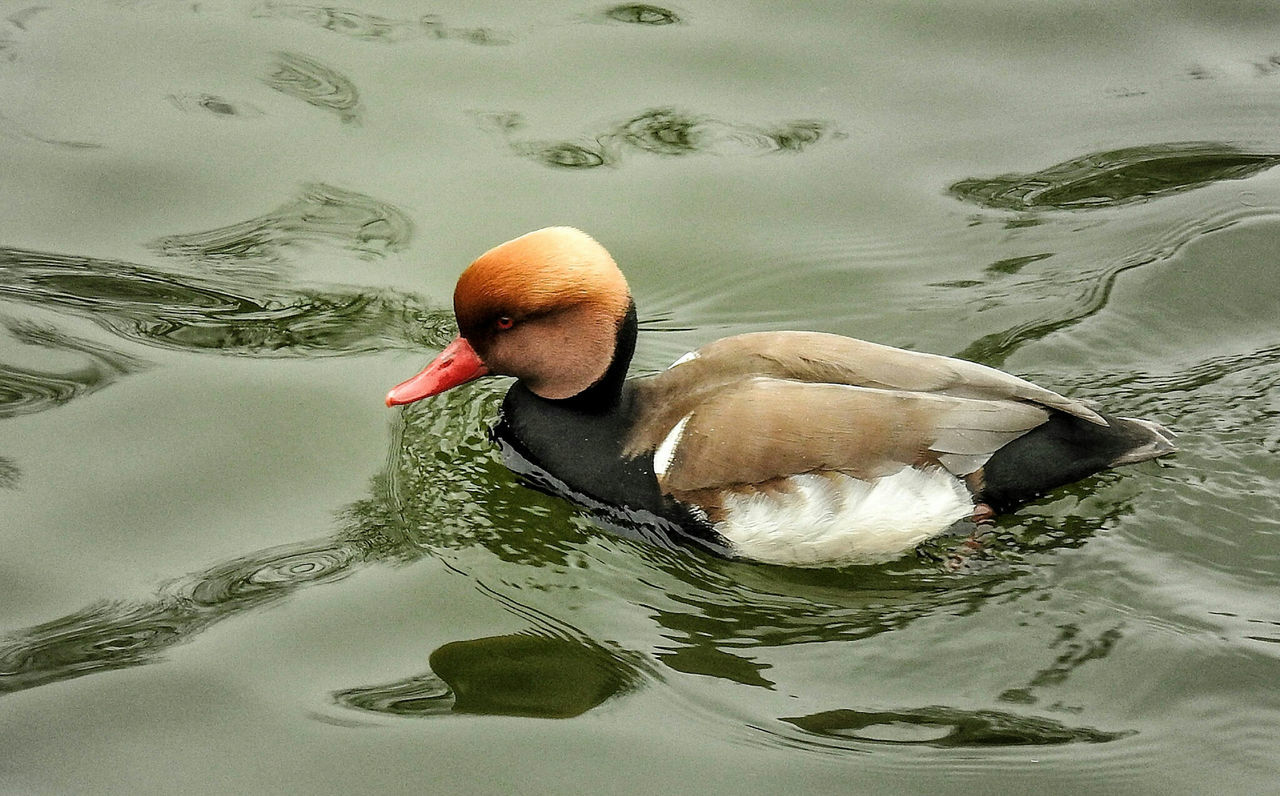 Close-up of duck swimming in lake