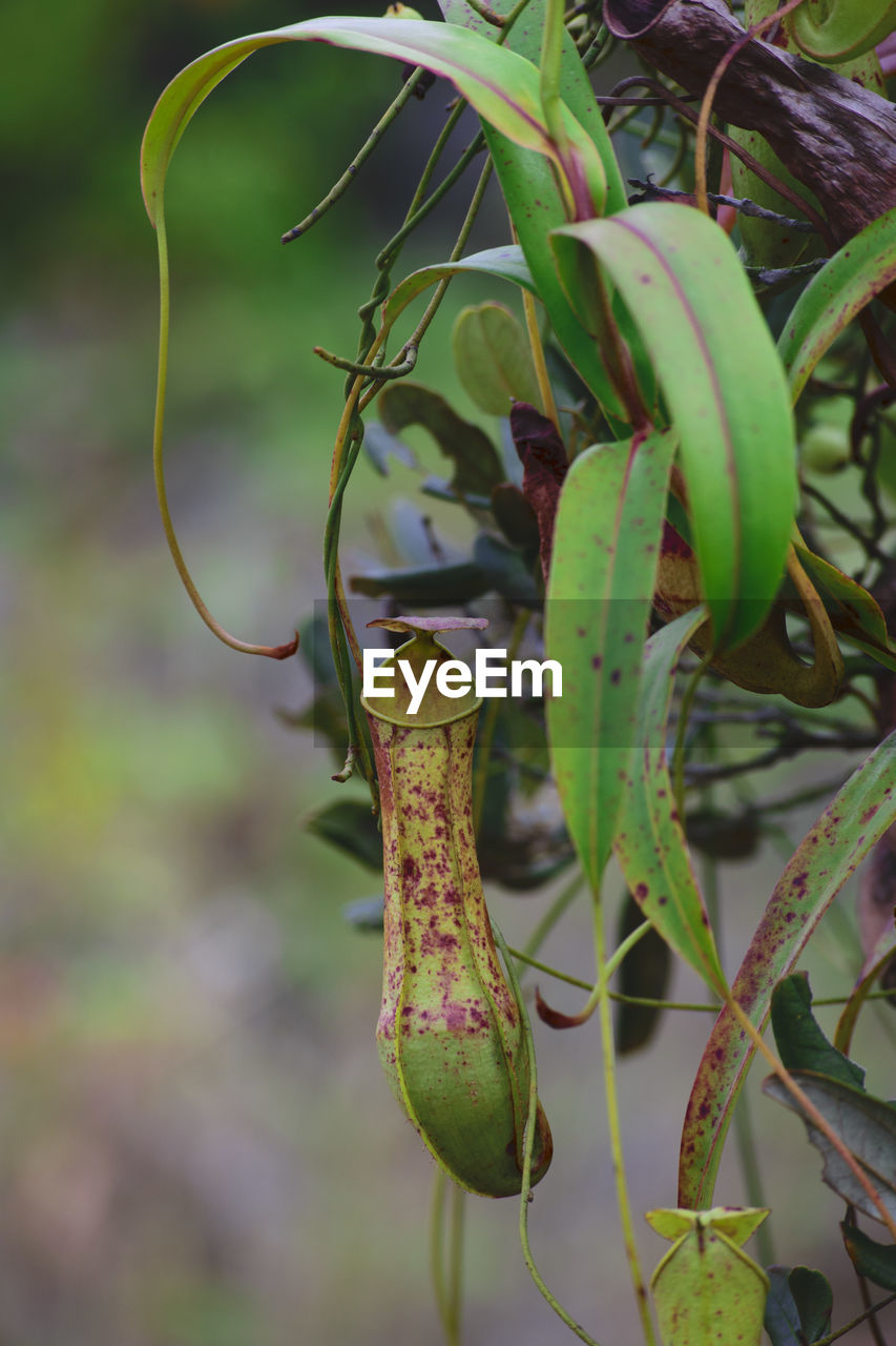 CLOSE-UP OF SNAKE ON PLANT