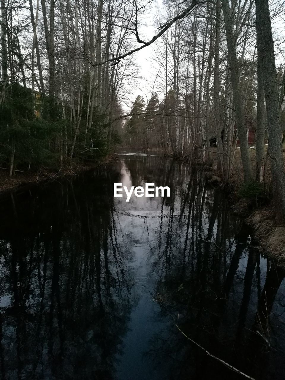 SCENIC VIEW OF LAKE IN FOREST