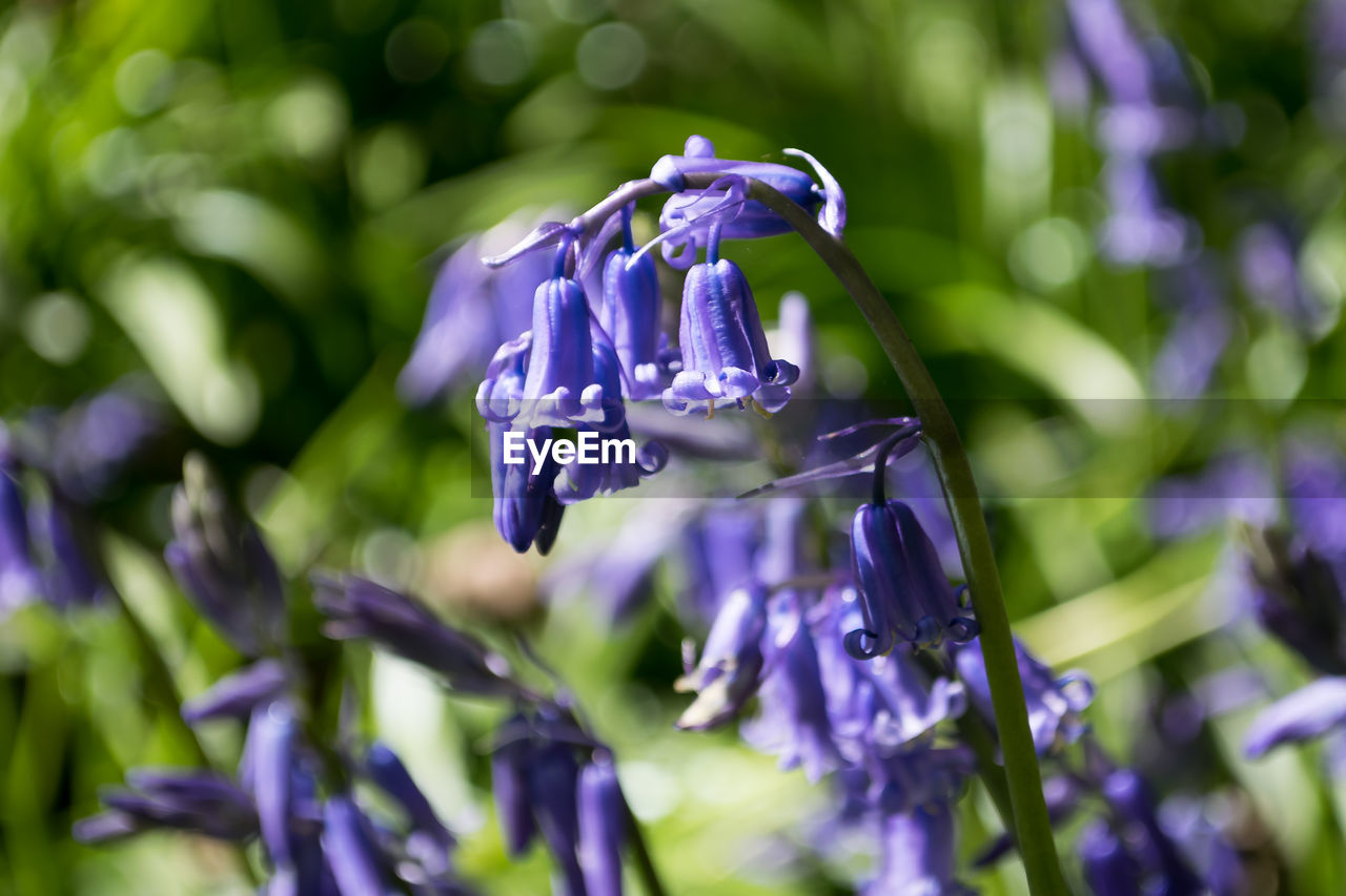 Close-up of purple flowers