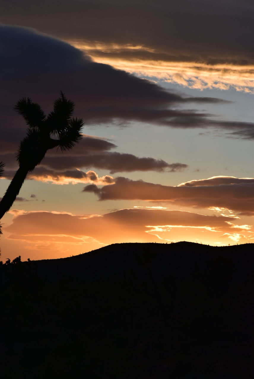 SILHOUETTE TREE AGAINST SKY DURING SUNSET