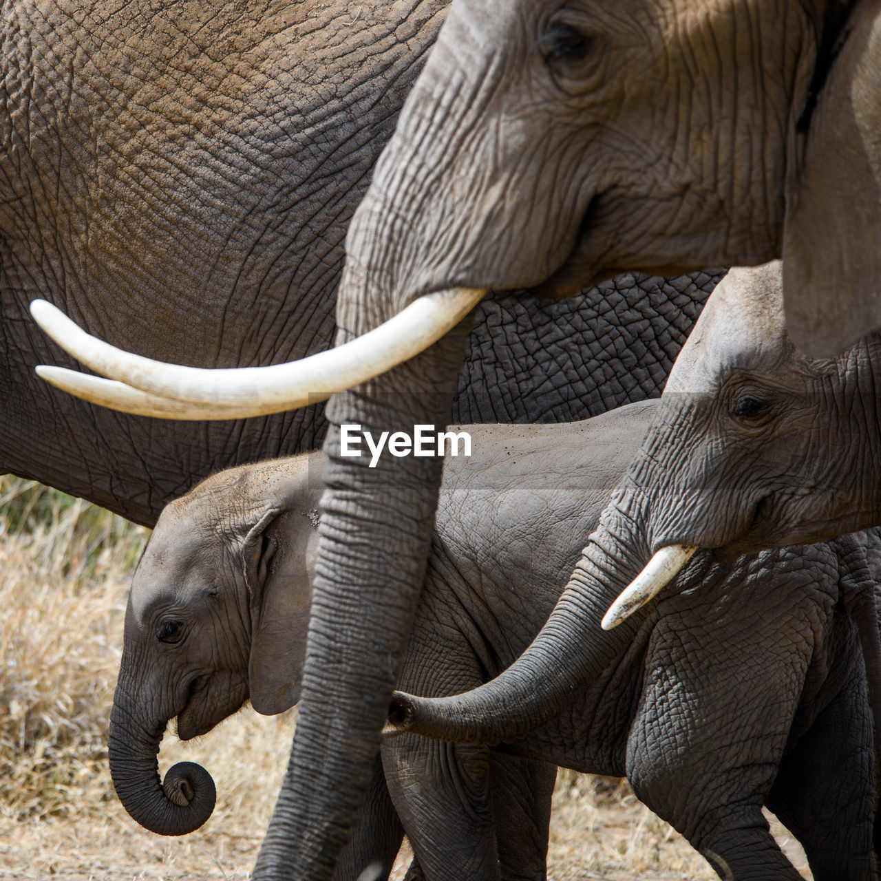 Elephant family on field