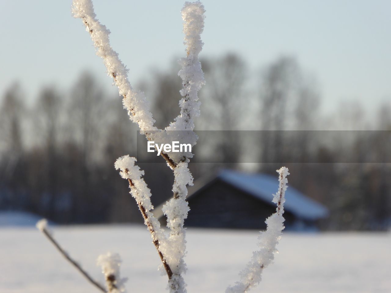 Close-up of frozen plant against clear sky