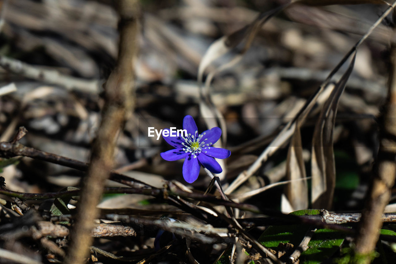 CLOSE-UP OF PURPLE FLOWER