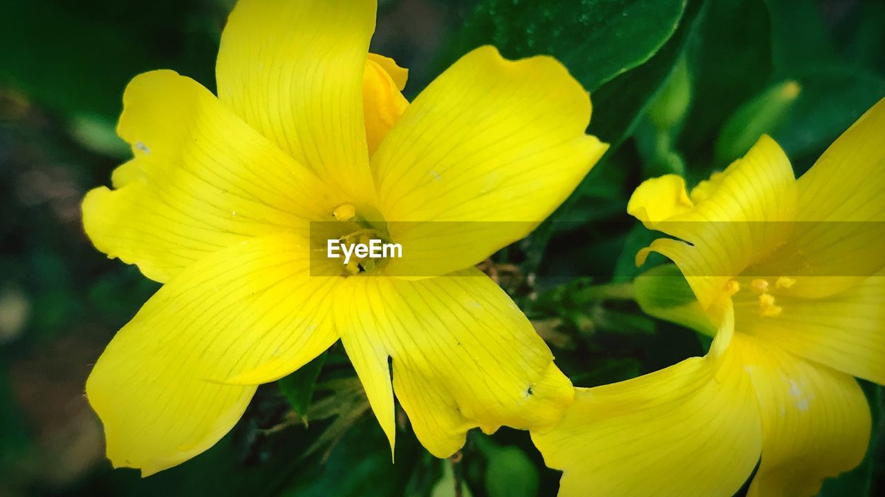 CLOSE-UP OF YELLOW FLOWER