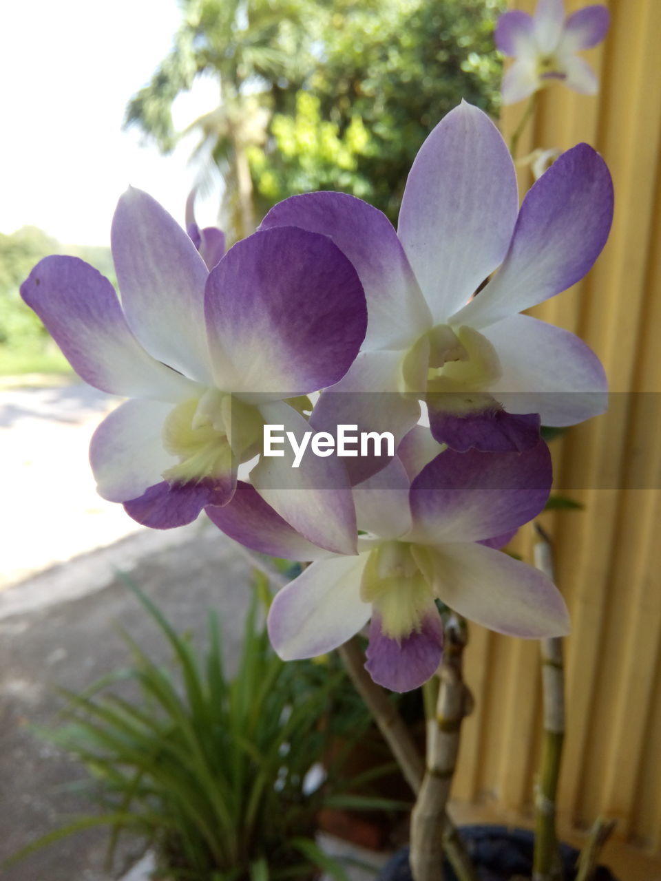 CLOSE-UP OF PURPLE FLOWERS BLOOMING OUTDOORS