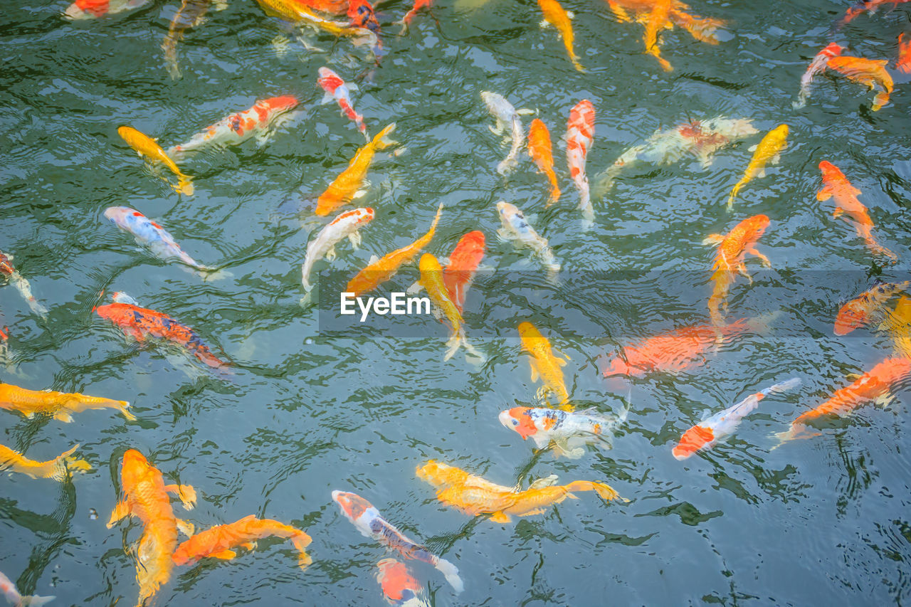 HIGH ANGLE VIEW OF FISHES SWIMMING IN LAKE