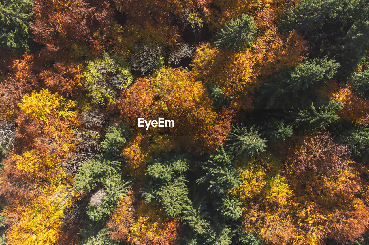 Close-up of trees in forest during autumn