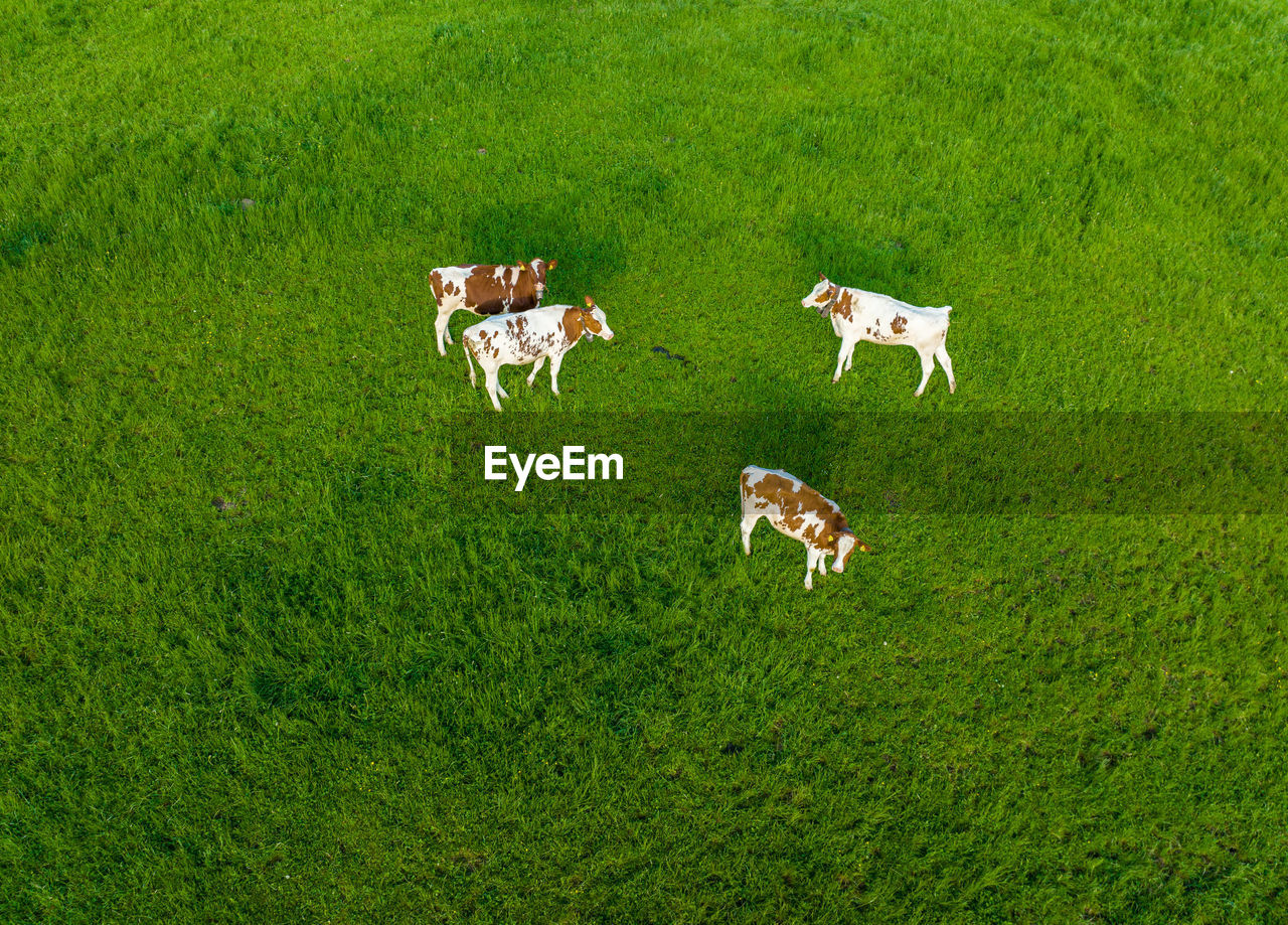 high angle view of cows on grassy field