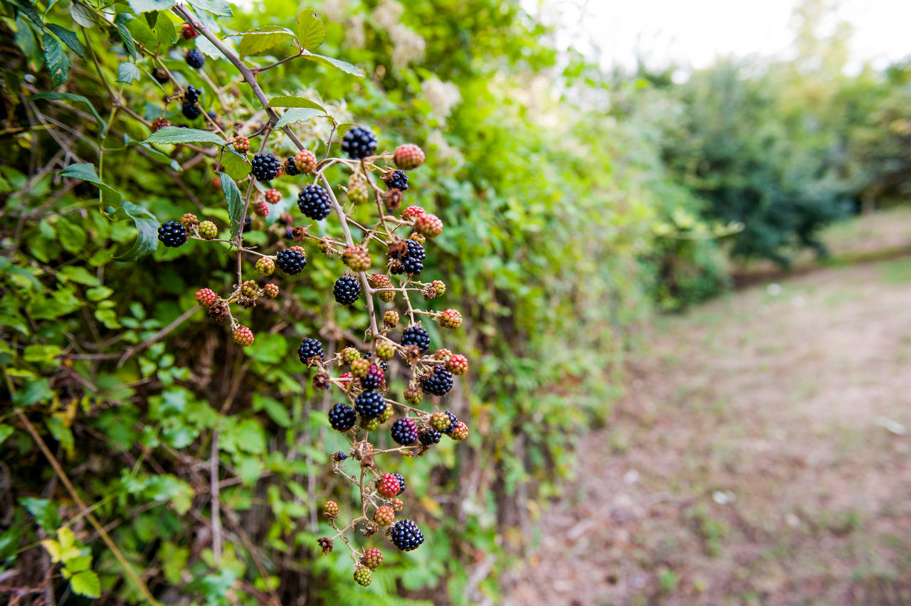 Bunch of blackberry fruits growing at farm