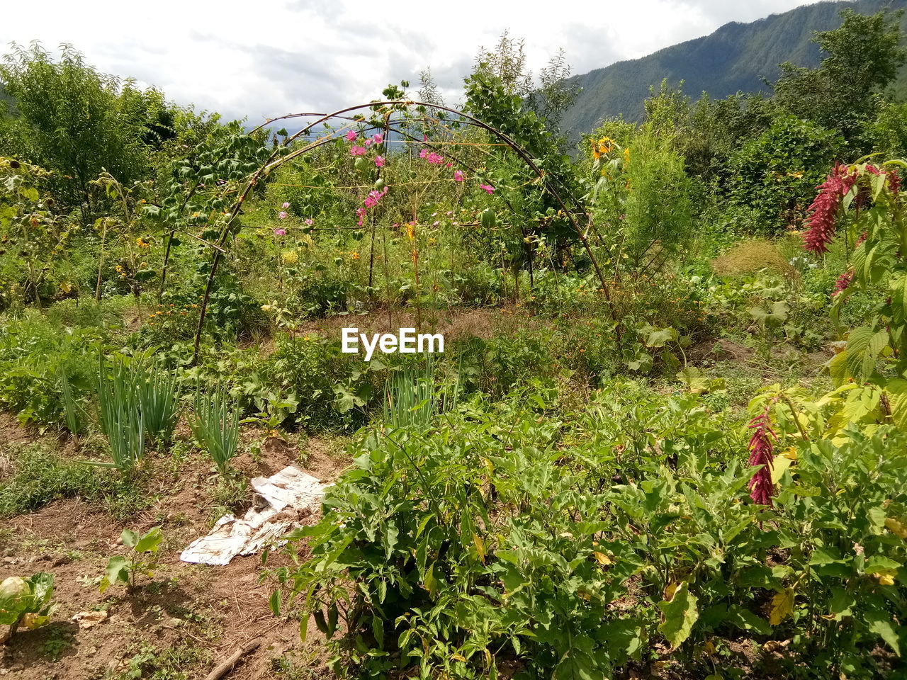 PLANTS GROWING ON FIELD