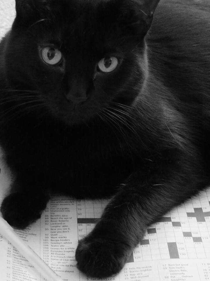 CLOSE-UP PORTRAIT OF BLACK CAT