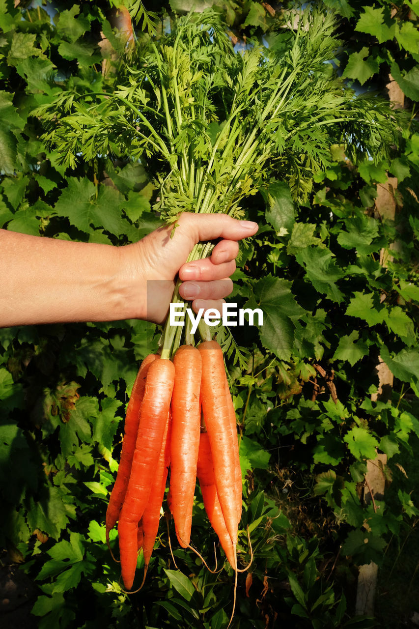 MIDSECTION OF PERSON HOLDING FRESH VEGETABLES