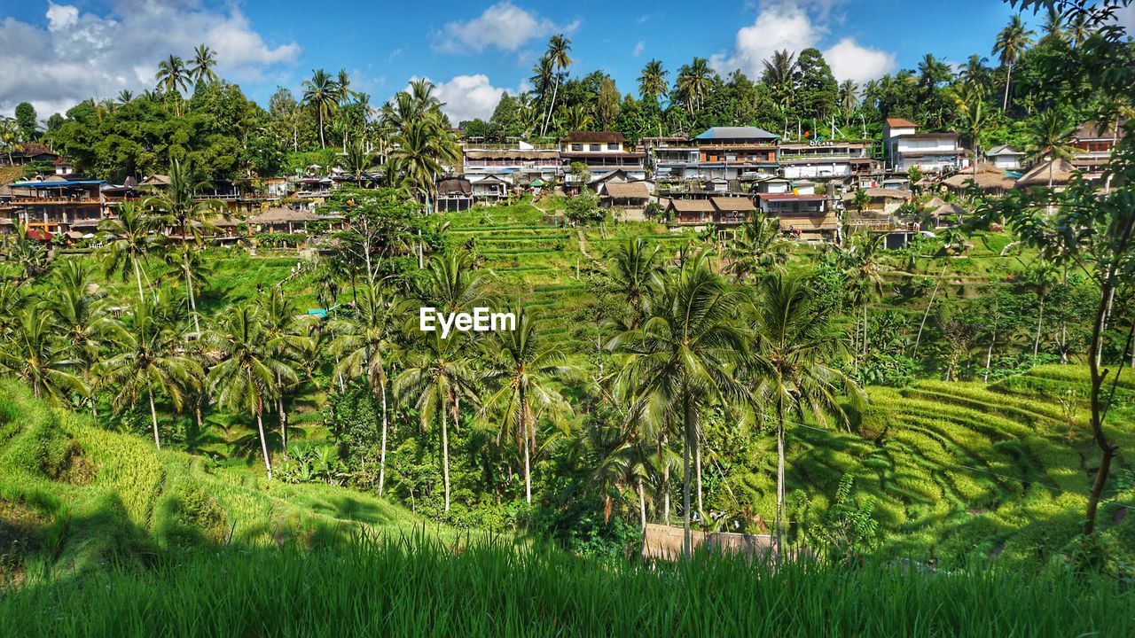 Plants growing on field by building