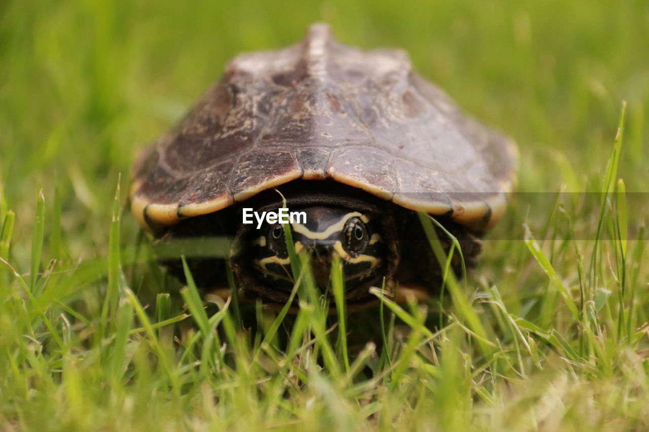 Close-up portrait of turtle on grassy field