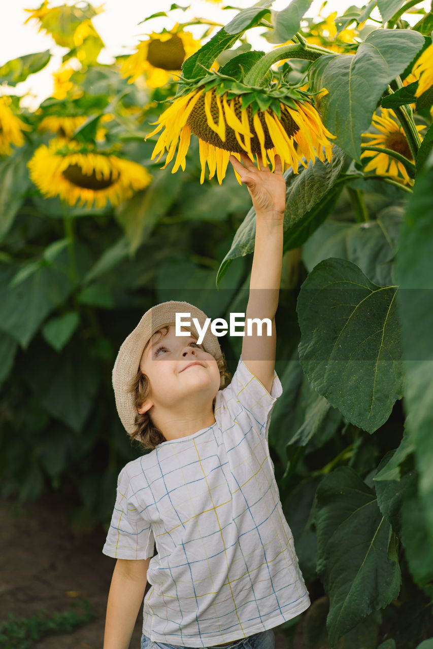 Happy boy walking in field of sunflowers. child playing with big flower and having fun.