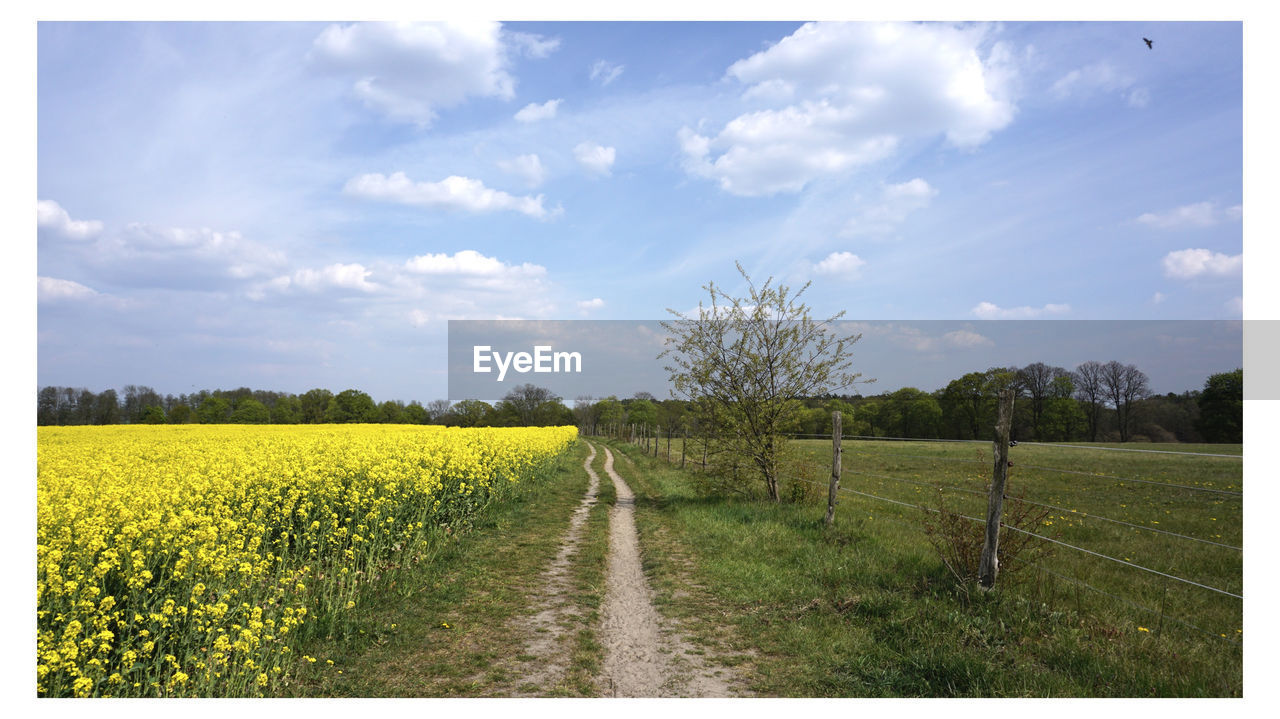 AGRICULTURAL FIELD AGAINST SKY