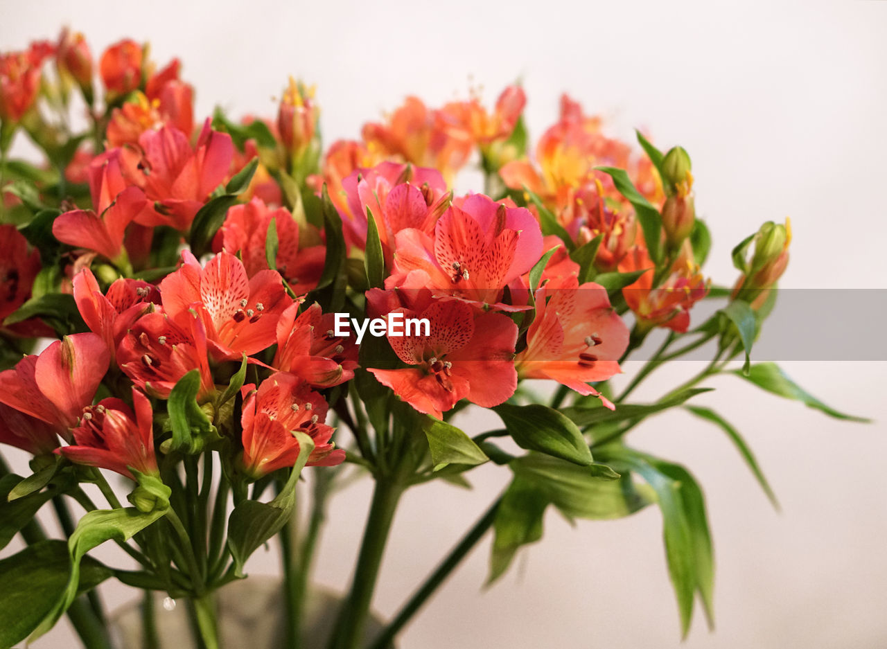 Close-up of flowers blooming