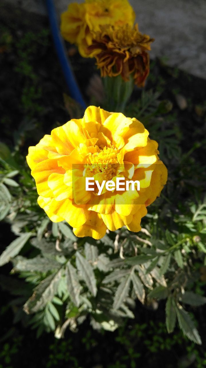 CLOSE-UP OF YELLOW FLOWER BLOOMING