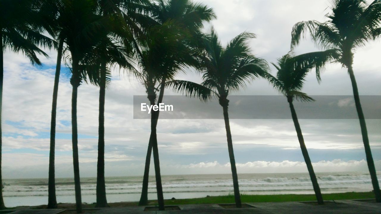 PALM TREES AGAINST SKY