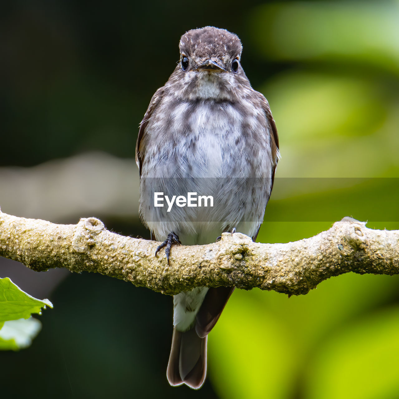 CLOSE-UP OF A BIRD PERCHING ON BRANCH