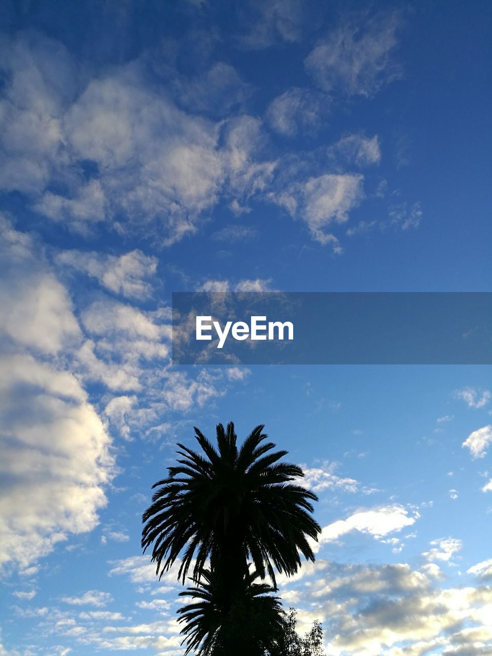 LOW ANGLE VIEW OF PALM TREES AGAINST SKY