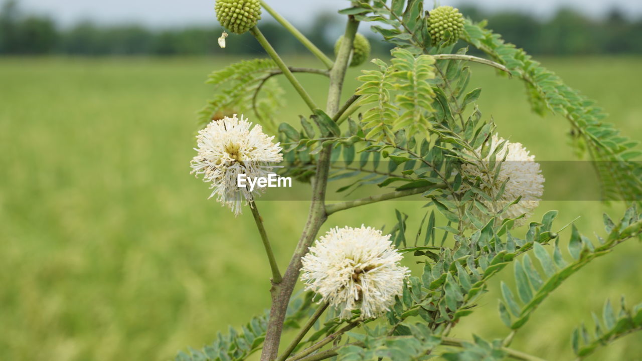 CLOSE-UP OF FLOWERING PLANT