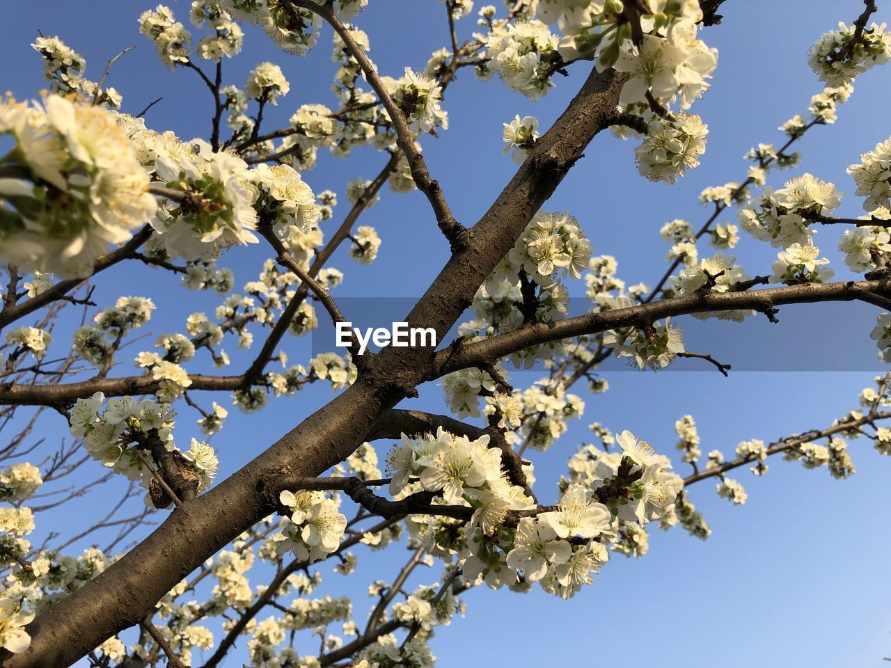 Low angle view of cherry blossoms in spring