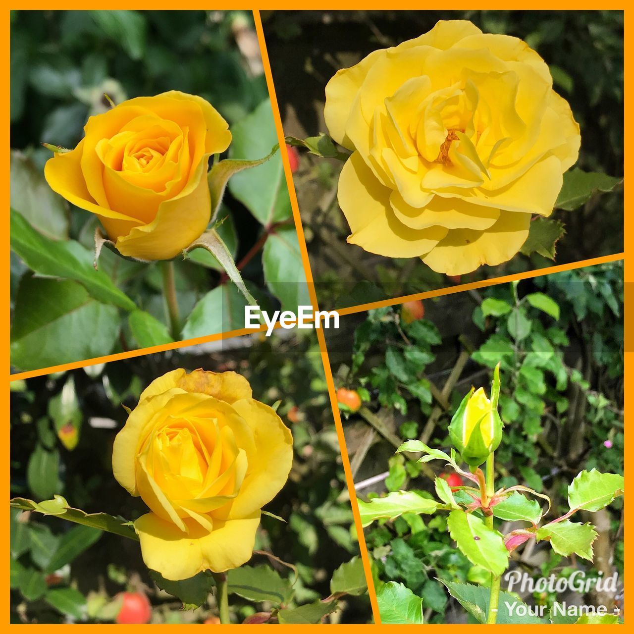 YELLOW ROSES BLOOMING OUTDOORS