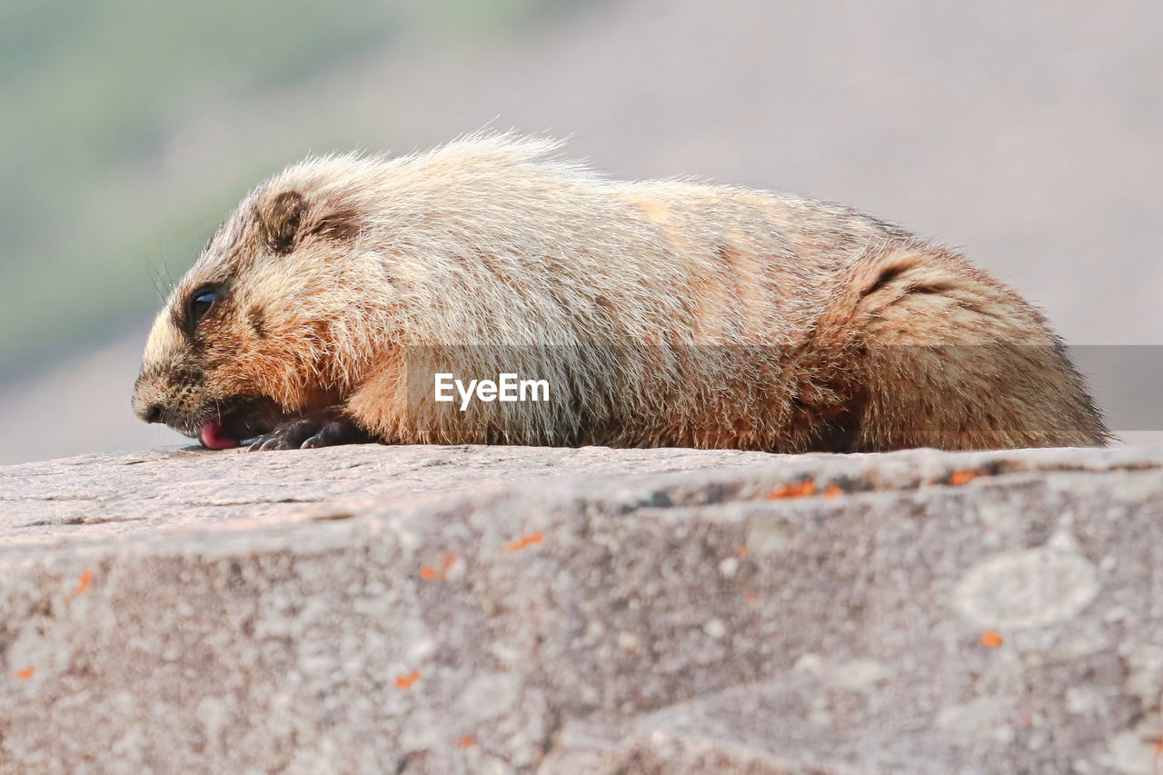 Closeup of a marmot licking the top of a bolder