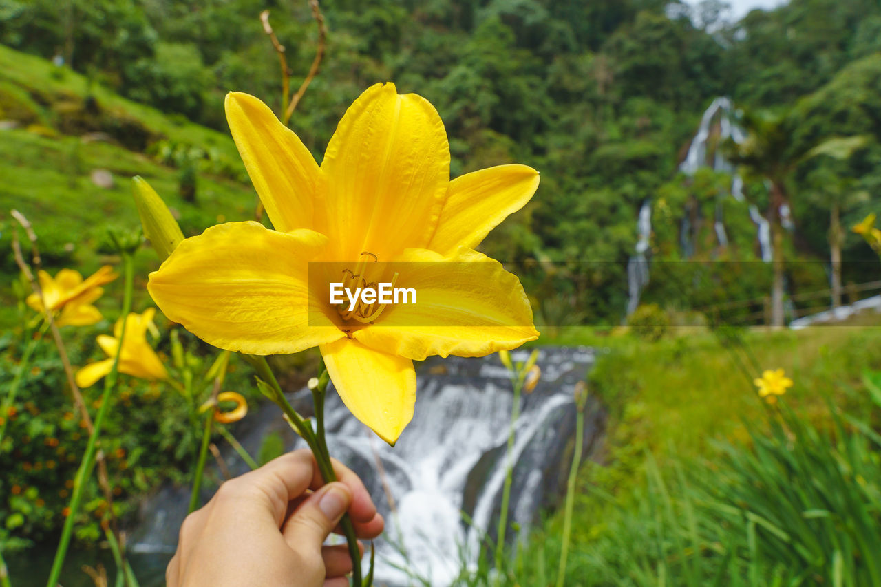 cropped hand of woman holding yellow flower