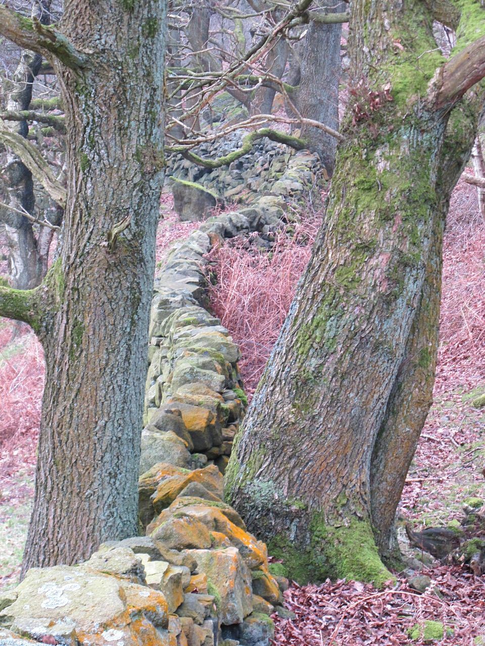 FULL FRAME SHOT OF TREES