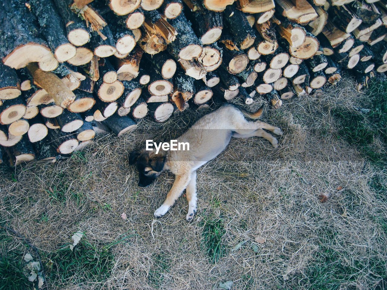 Puppy sleeping next to a stack of logs