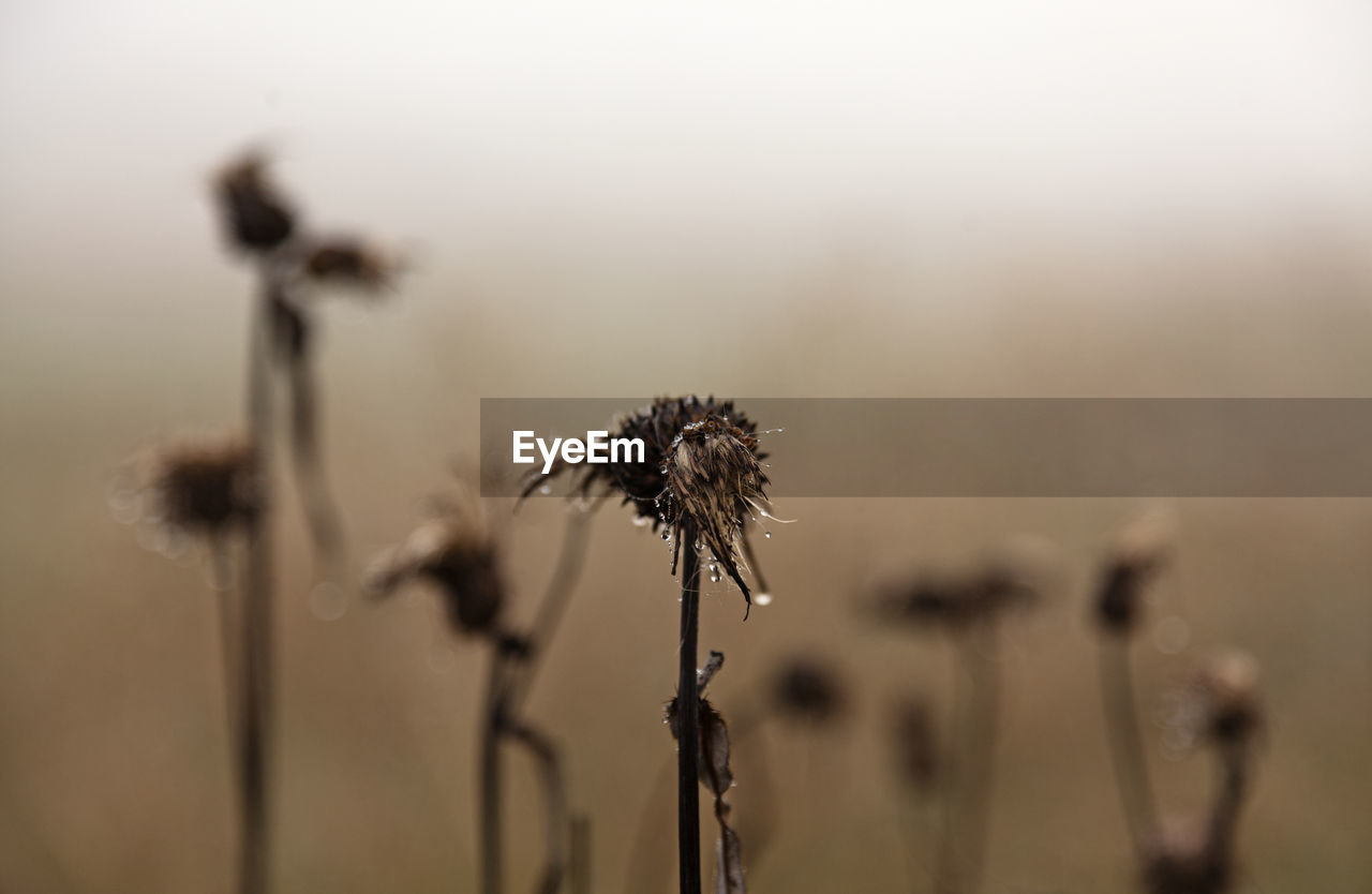 Many withered thistles in fog, the front has water drops on them