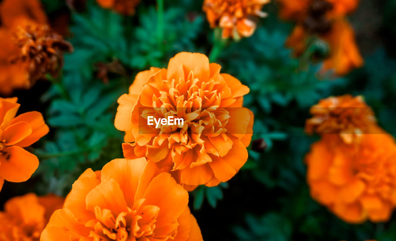 Close-up of orange marigold flower