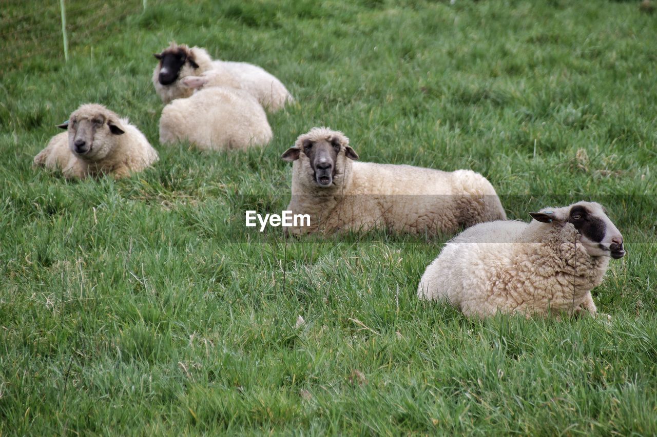 Close-up of sheep on grassy field
