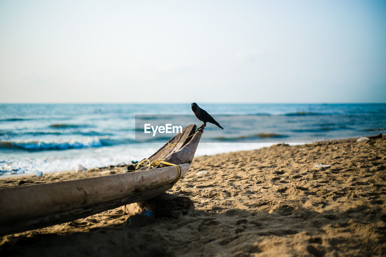 Bird perching on sand at beach against sky