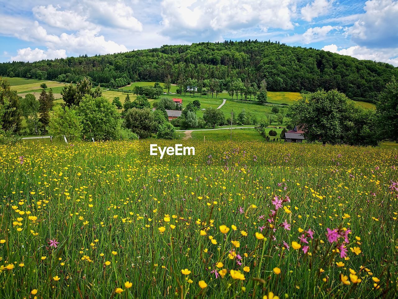 Flowers in a wild meadow on a sunny day.