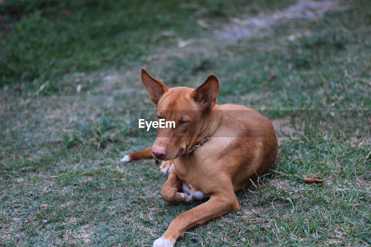 View of a dog on field