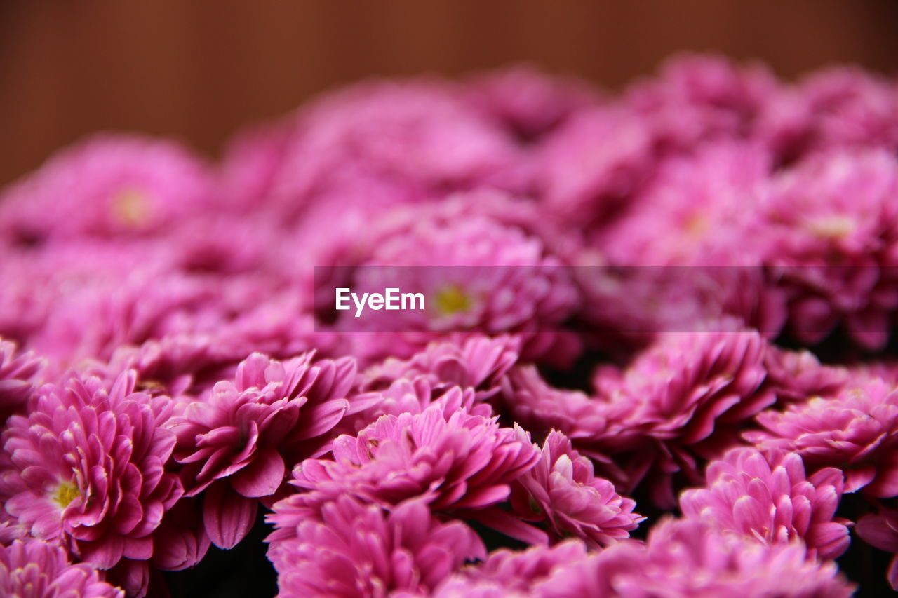 Close-up of pink roses