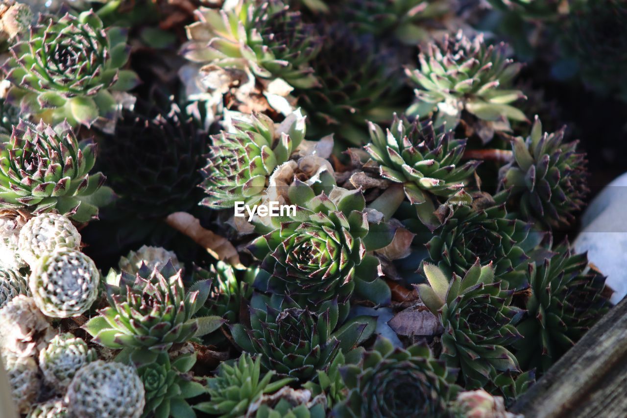 CLOSE-UP OF SUCCULENT PLANTS