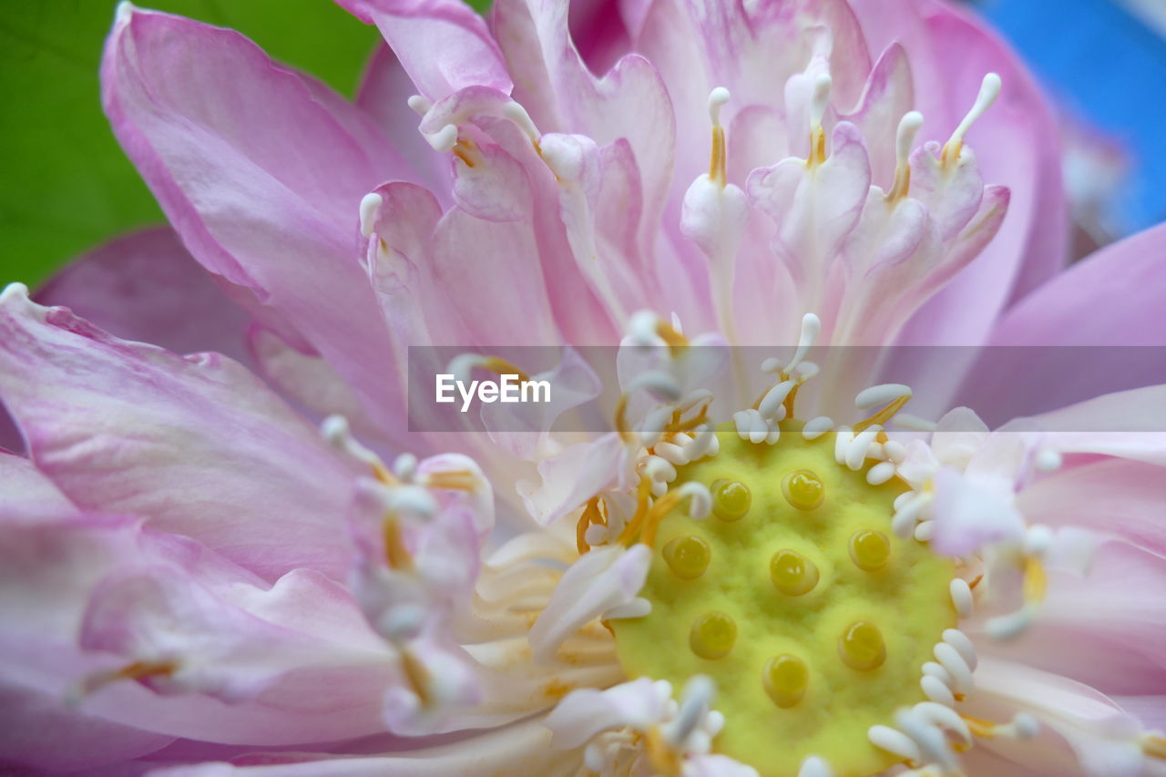 Close-up of pink flowers