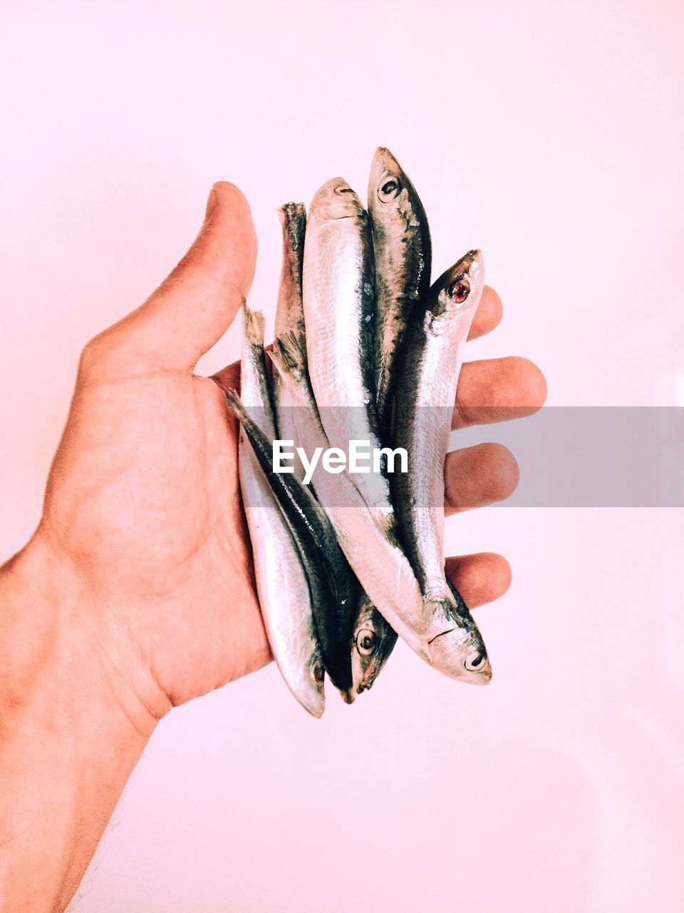 Cropped image of man holding sardines against white background