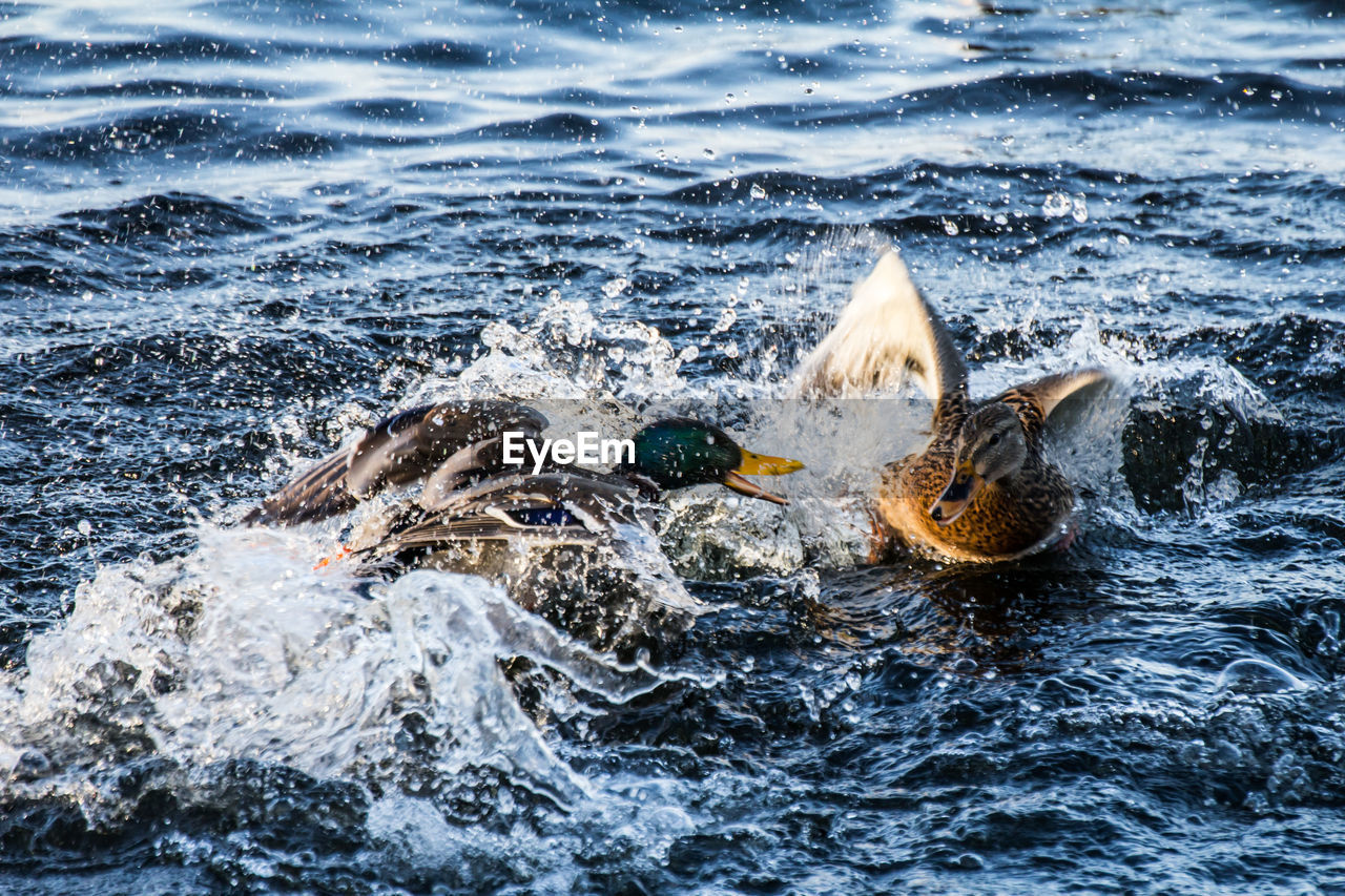 Quarrel between a female and a male mallard or wild duck, anas platyrhynchos