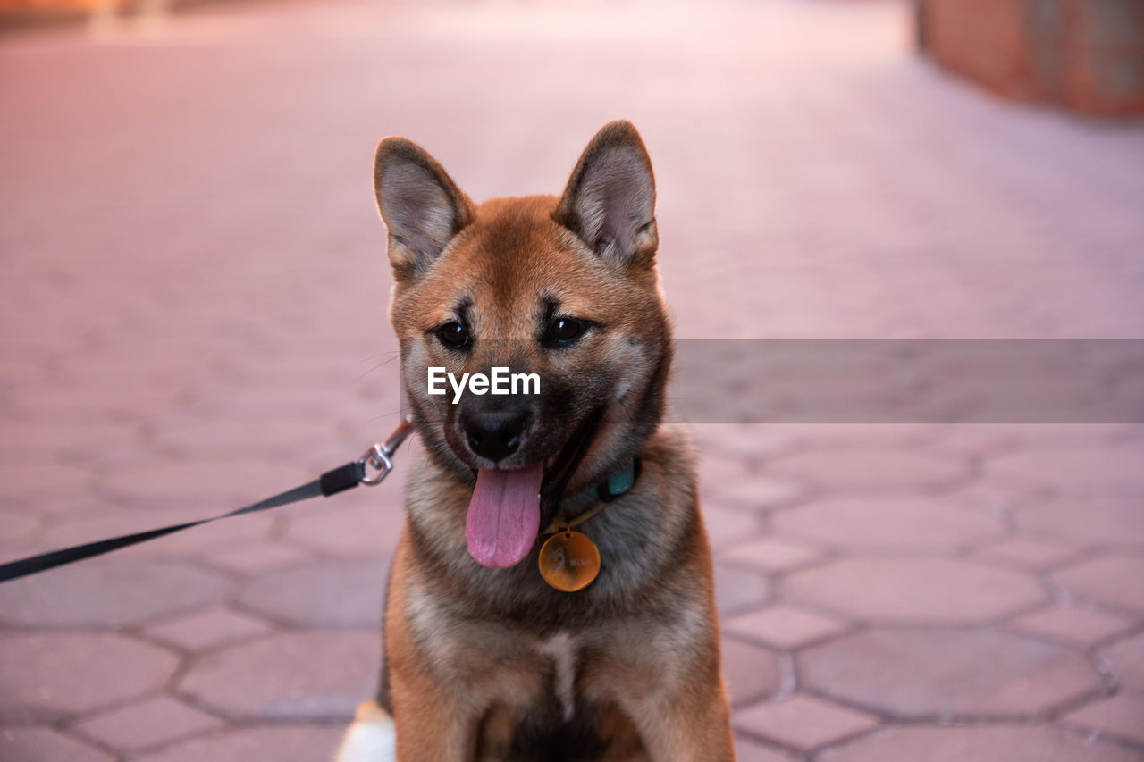 CLOSE-UP PORTRAIT OF A DOG ON FOOTPATH