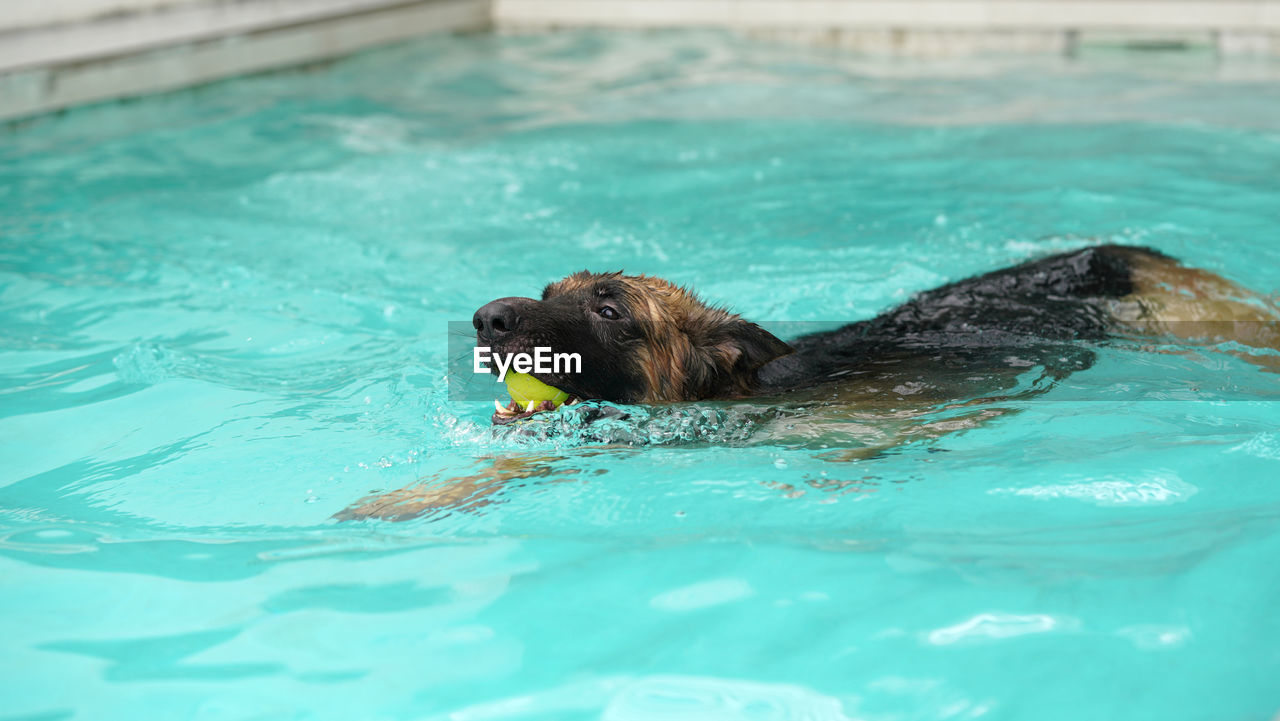 animal themes, animal, mammal, water, one animal, swimming, swimming pool, canine, dog, pet, domestic animals, nature, wet, no people, day, animal wildlife, underwater, sea lion, outdoors, wildlife, animal body part, sea, aquatic mammal, portrait