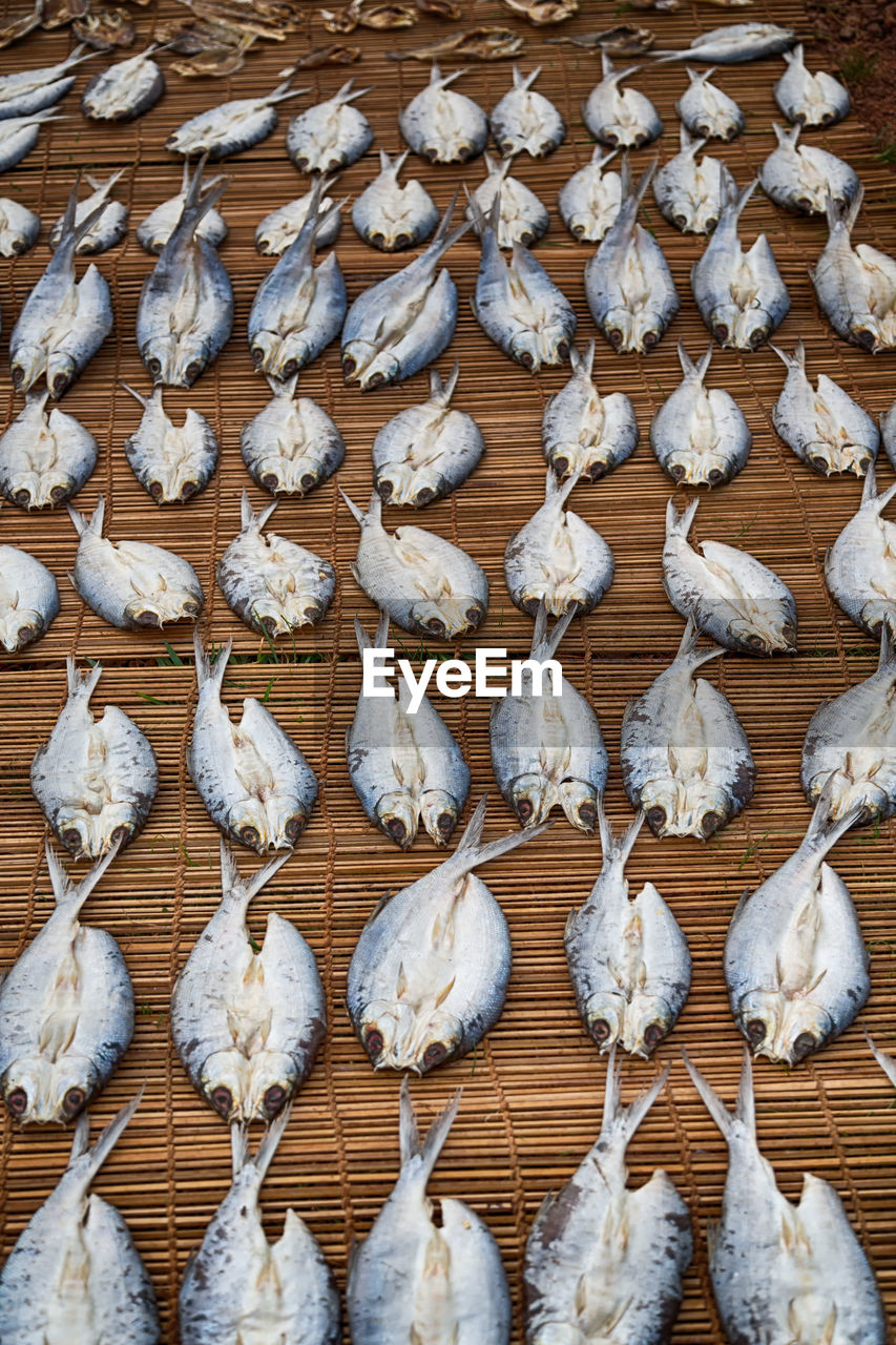 HIGH ANGLE VIEW OF WHITE SHELLS