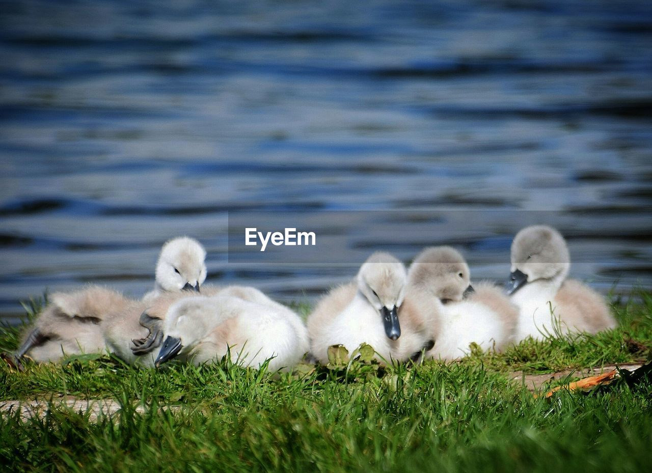 Surface level of baby cygnets on grass